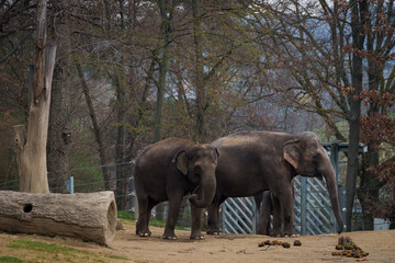 PRAGUE, CZECH REPUBLIC. 29th March 2025.  Indian elephants at Elephants valley in Prague zoo.