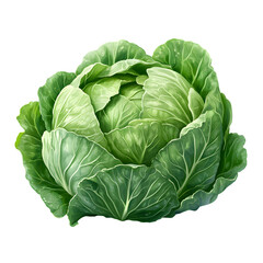 Obraz premium Fresh cabbage on a transparent background --s 750