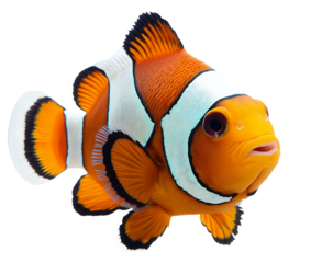 A vibrant clown fish against a dark black background