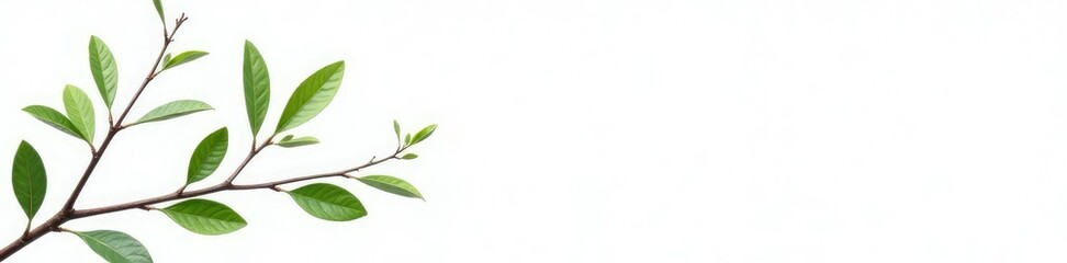 Delicate Branches Isolated on White Background, simplicity, greenery