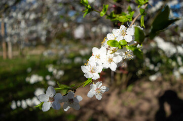 apple tree blossom