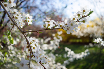 blooming cherry tree