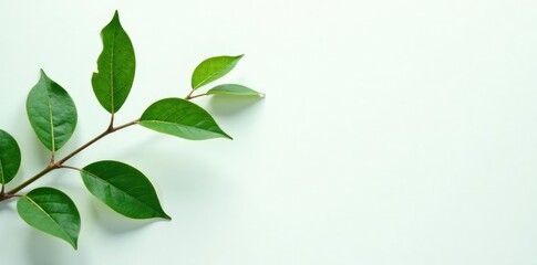 Green foliage with delicate branch details on a plain white surface, Leafy, Minimalist,