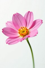 Fototapeta premium Delicate petal details on a solitary flower isolated against white background, flower, closeup, isolated