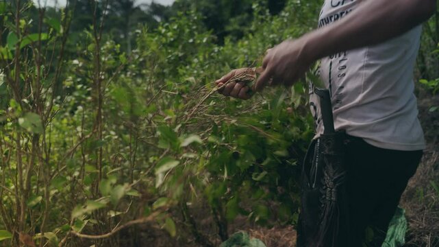 Cocaine Farmer Plants cultivation Coca leaves farming Colombia South America