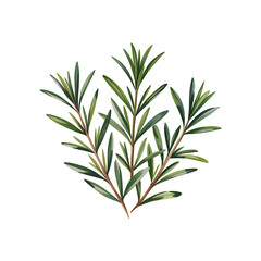 Fototapeta premium Rosemary Sprigs – Minimalist Botanical Illustration