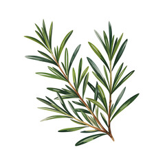 Obraz premium Rosemary Sprigs – Hand-Painted Botanical Art