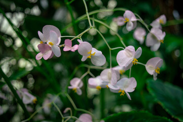 white orchid flower