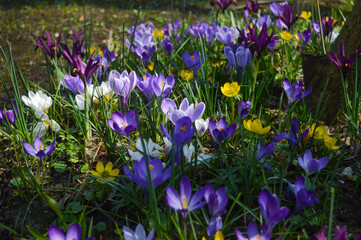 purple crocus flowers