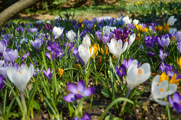 spring crocus flowers