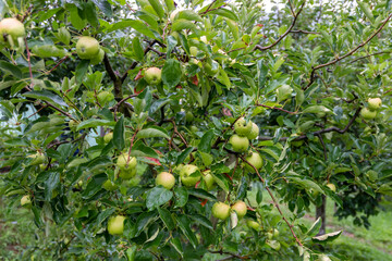 View of the apple tree after the rain. Raindrops on an apple.