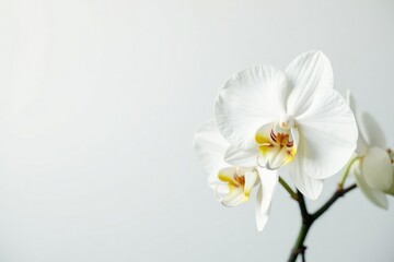 Delicate white orchid blossom on pure white backdrop, zen, peaceful, aesthetic