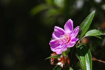 Obraz premium Vibrant pink flower with green leaves