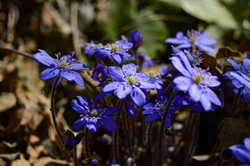 blue flowers in the garden