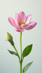 Fototapeta premium Single flower with delicate petals isolated on white background, greenery, flowers