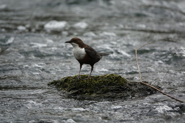 the European dipper (Cinclus cinclus) beautiful British wild birds