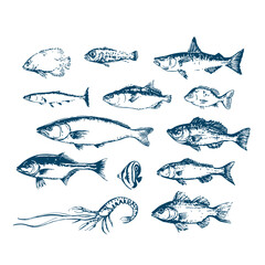 Fototapeta premium Hand drawn various fish set isolated on white vector 