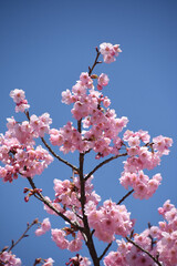 河津桜
