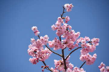 河津桜
