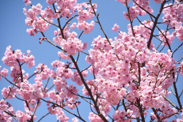 河津桜