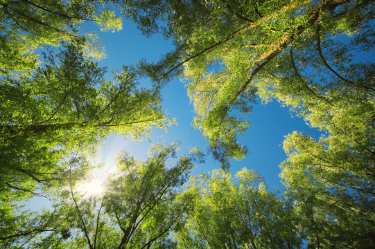 The canopy of tall trees against a clear blue sky, with the sun shining through green illuminated branches