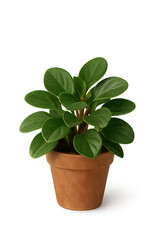 Fototapeta premium Peperomia obtusifolia, also known as baby rubber plant, in a terracotta pot. The plant showcases thick, oval-shaped, glossy green leaves that are neatly layered and radiate outward from the center