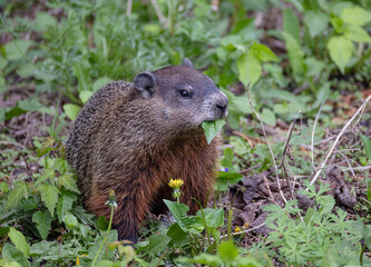 A groundhog or gopher eating weeds in a country meadow.