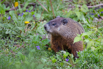 A groundhog or gopher eating weeds in a country meadow.