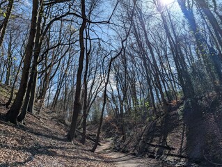 A British woodland in early Spring