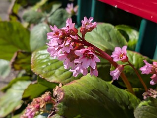 Flowers of Elephant's-ears (Bergenia crassifolia)