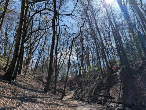 A British woodland in early Spring