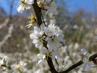Blossom of Blackthorn (Prunus spinosa)