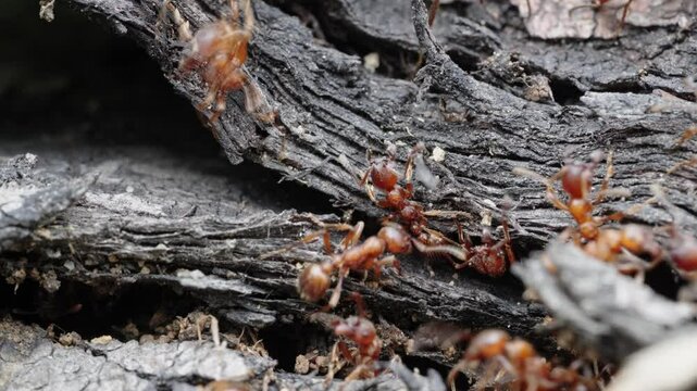 European fire ants fight off enemy ants