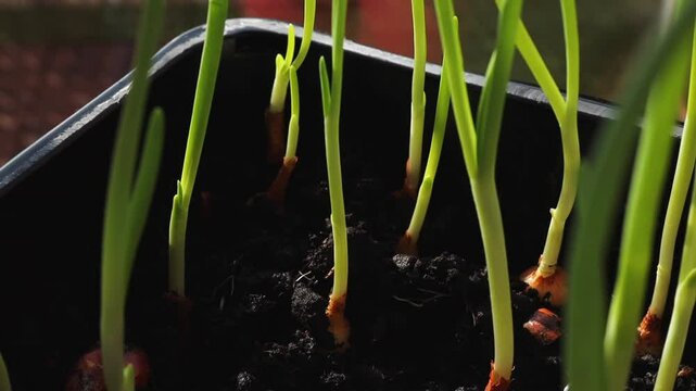 young green onions growing in planter filled with soil on home balcony. closeup view of fresh scallions cultivated indoors in natural light reflects urban gardening and self-sufficient food practices
