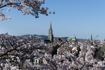 Berne, Switzerland in Spring: Cherry blossom magic