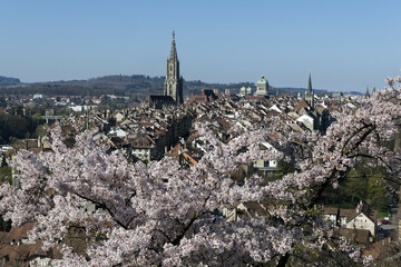 Berne, Switzerland in Spring: Cherry blossom magic