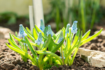 Azure grape hyacinth or Muscari Azureum plant in Saint Gallen in Switzerland 5.3.2025