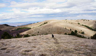 Black dog sits calmly on a wide-open mountain ridge surrounded by rolling hills and sparse trees, providing a sense of solitude and connection with nature, walking and adoption pet