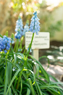 Chalus grape hyacinth or Muscari Pseudomuscari plant in Saint Gallen in Switzerland 5.3.2025