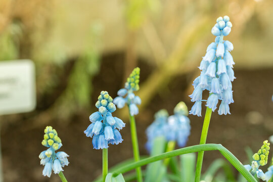 Chalus grape hyacinth or Muscari Pseudomuscari plant in Saint Gallen in Switzerland 5.3.2025