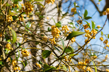 Common holly or Ilex Aquifolium Bacciflava plant in Saint Gallen in Switzerland 5.3.2025