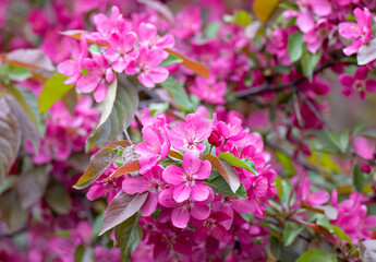 Japanese Crabapple flowers in the spring