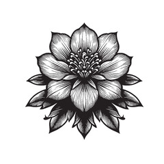 Single Bloom Flower Illustration 