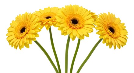 Sunlit Gerbera Embrace AI Generated