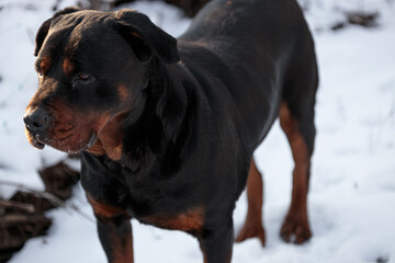 Rottweiler dog on a walk in the winter garden in the snow