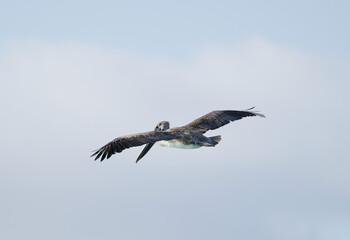 Pelican