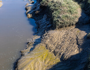Natural reeds and grass in mud at low tide on river Dee estuary