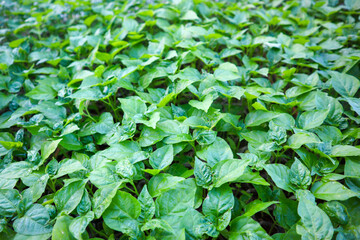 Close up of Lush green natural fresh wallpaper background of chili seedling or sapling and leaves