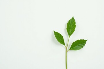 Fototapeta premium Single, delicate sapling against pure white backdrop, fragile, photography