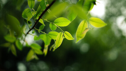 Fresh light green spring leaves and spring green background in the forest